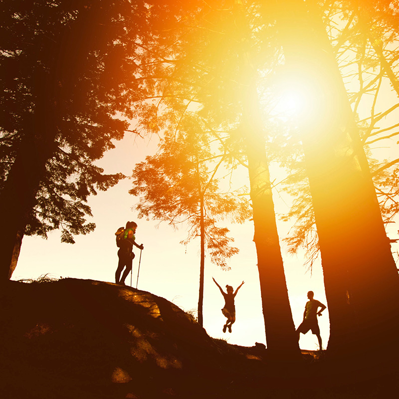 sunset woods